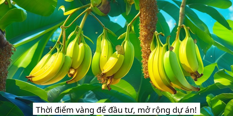 Thời điểm vàng để đầu tư, mở rộng dự án!